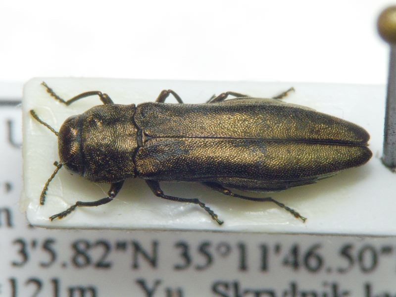 Agrilus antiquus croaticus Abeille de Perrin, 1897
